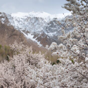 cherry blossom in hunza