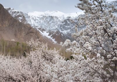cherry blossom in hunza
