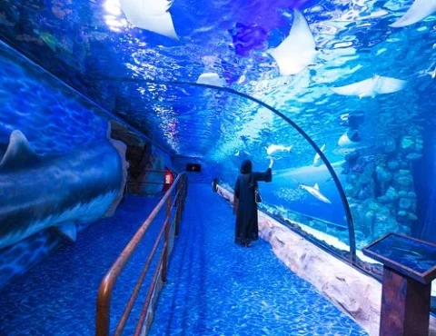 dubai-aquarium-underwater